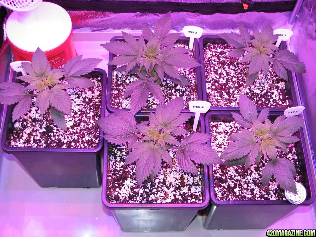 LED comparison 21 days veg