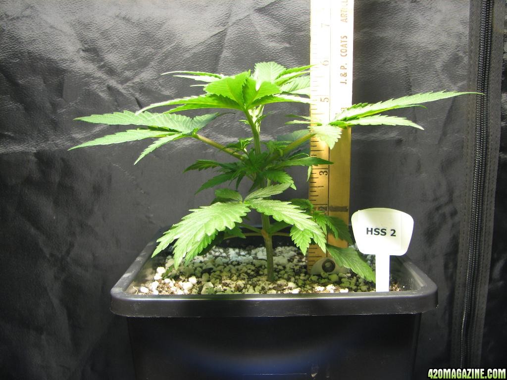 LED comparison 25 days veg