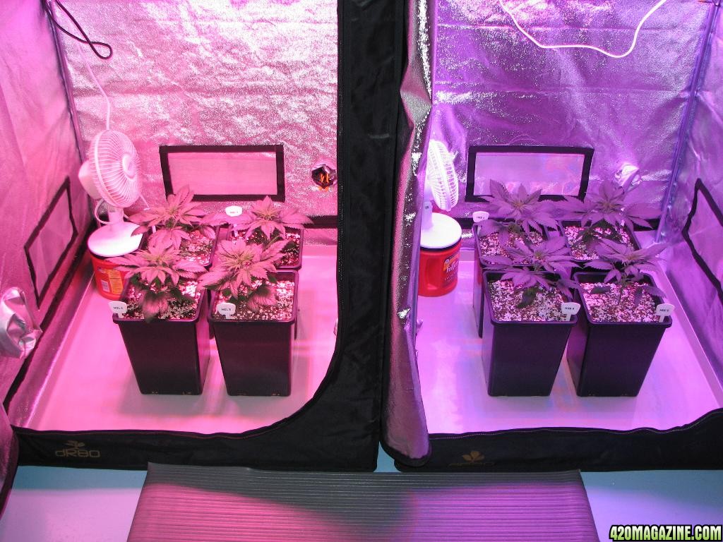 LED comparison 25 days veg