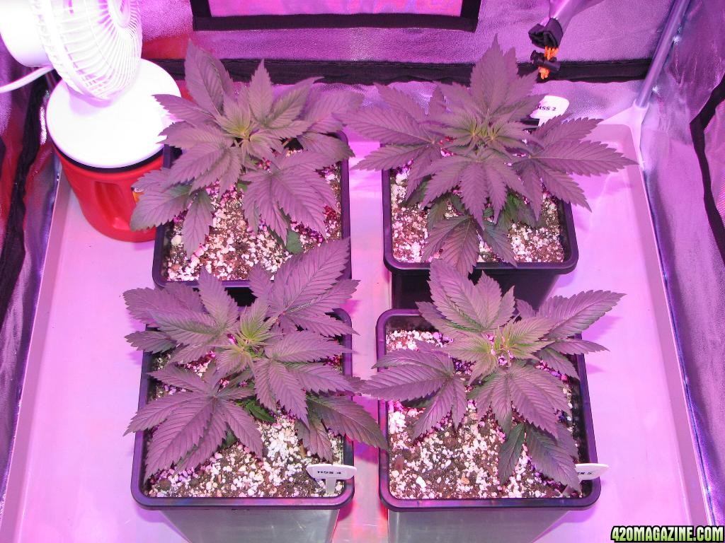 LED comparison 25 days veg