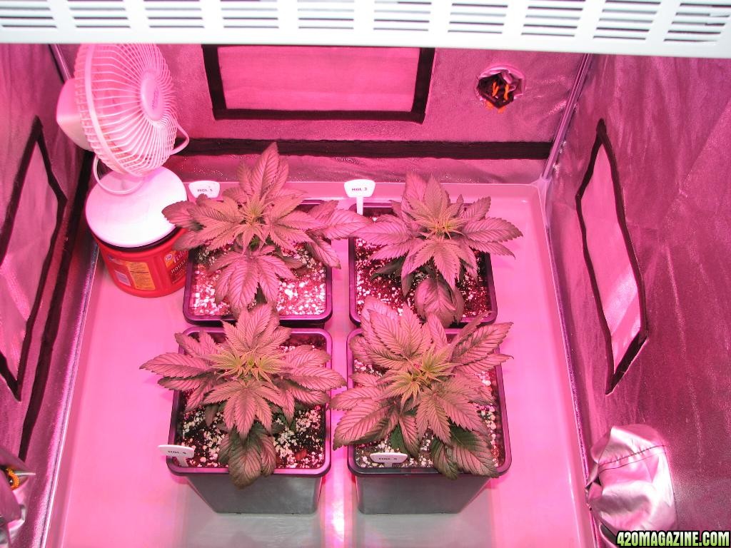 LED comparison 25 days veg