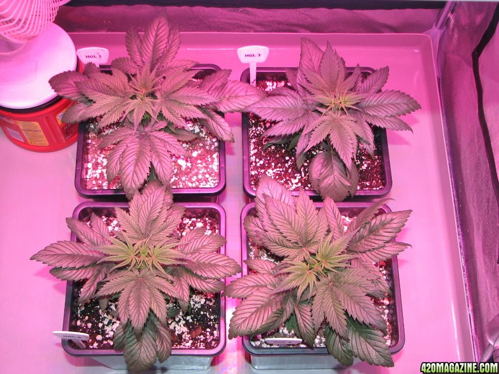 LED comparison 25 days veg