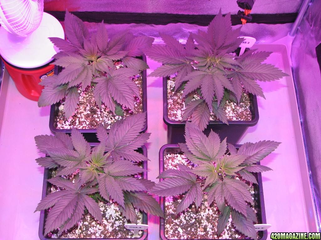 LED comparison 25 days veg