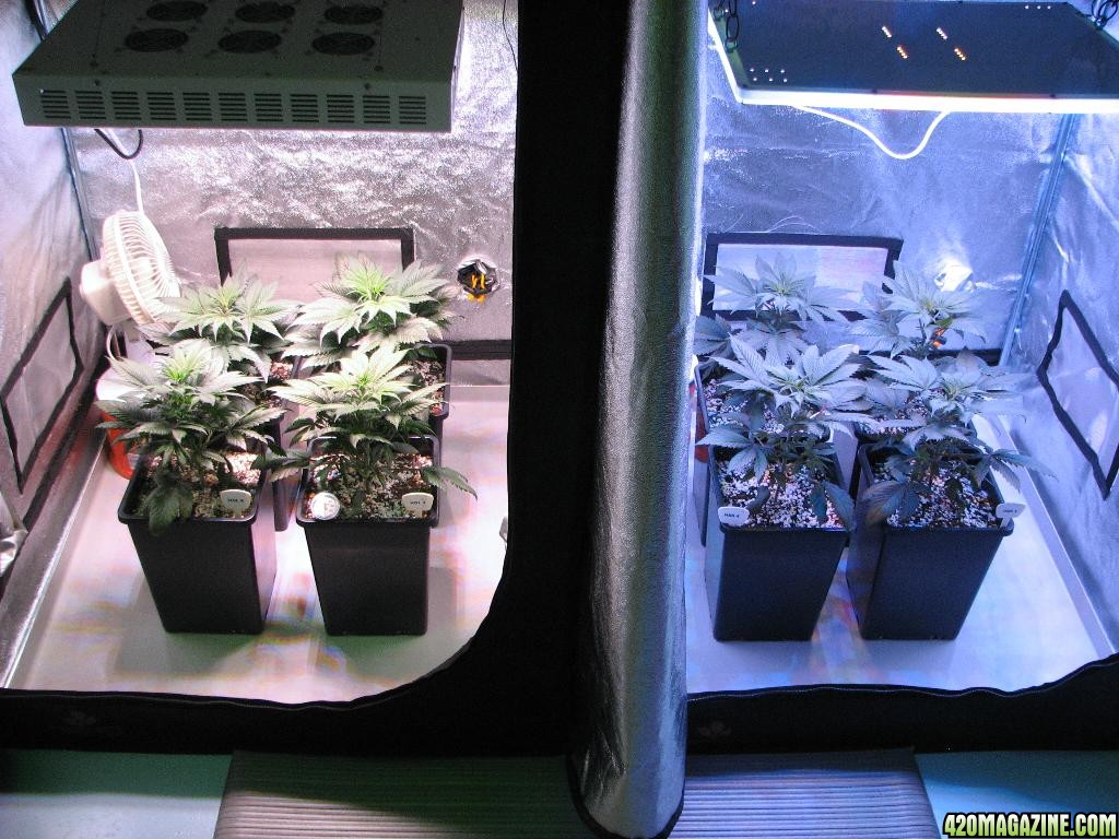 LED comparison 32 days veg