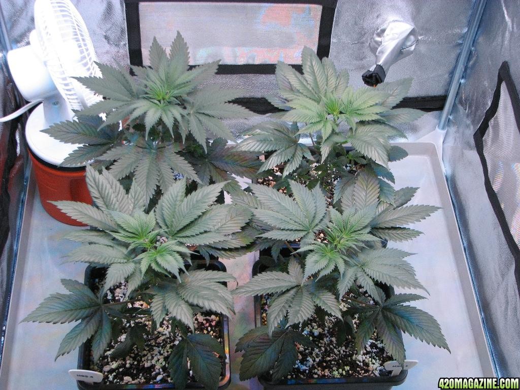 LED comparison 32 days veg