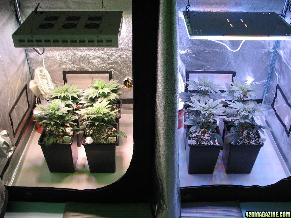 LED comparison 32 days veg