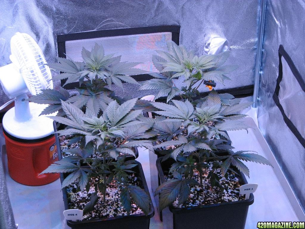 LED comparison 32 days veg