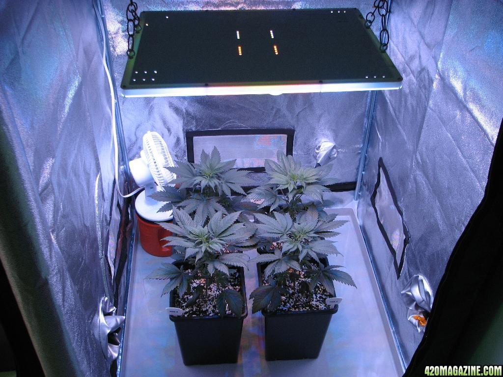 LED comparison 32 days veg