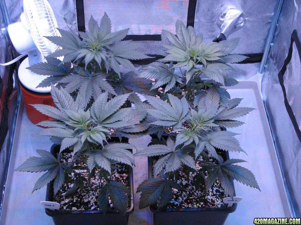 LED comparison 32 days veg