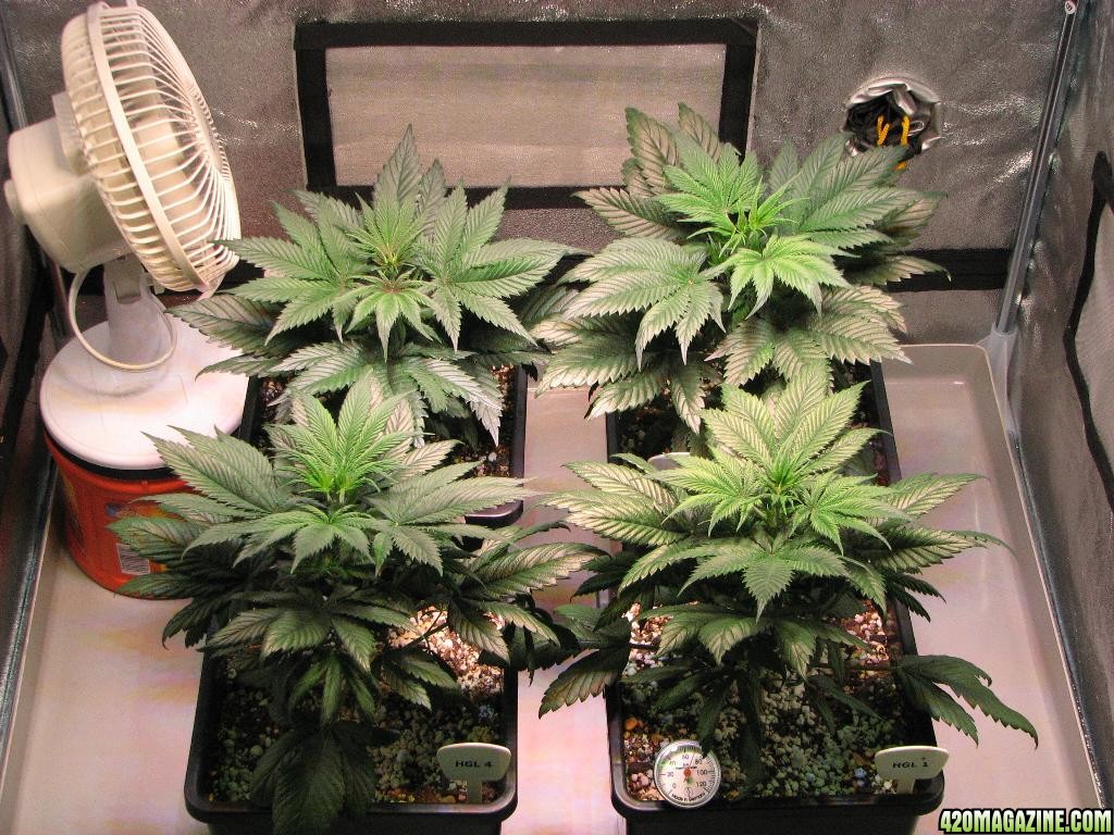 LED comparison 33 days veg