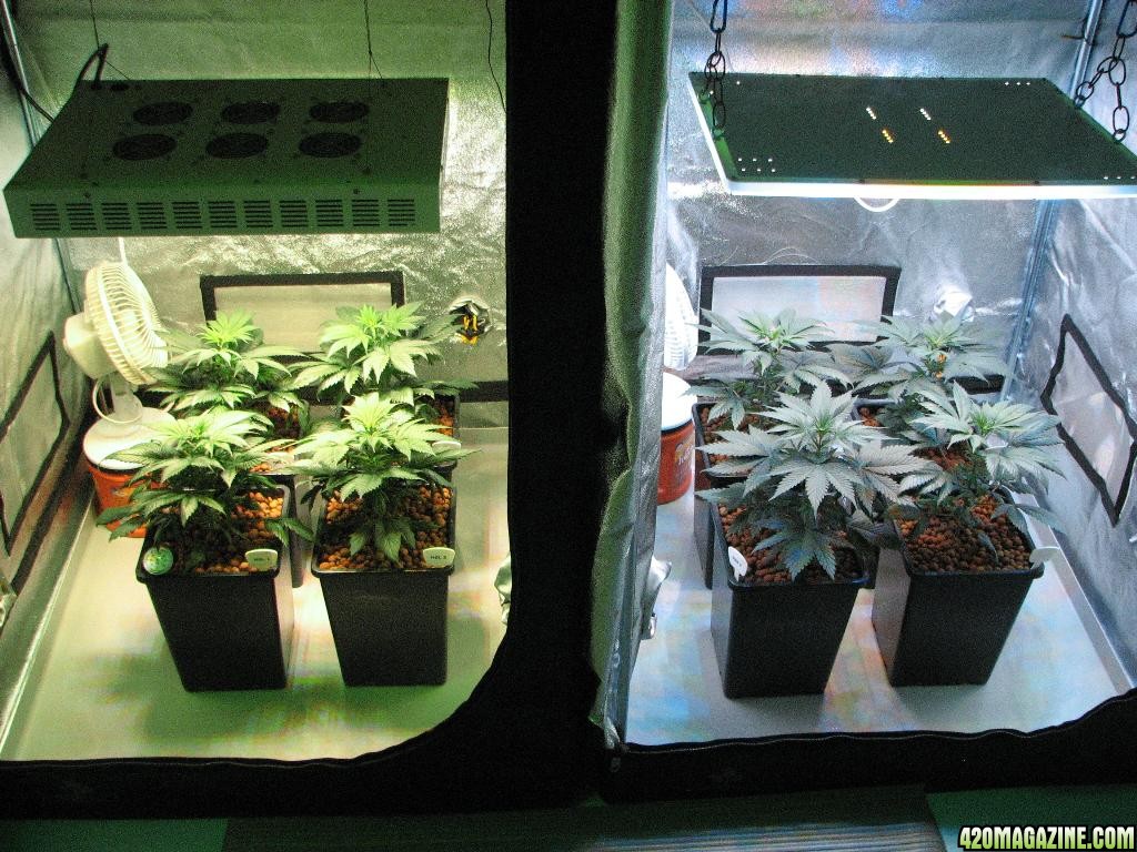 LED comparison 33 days veg