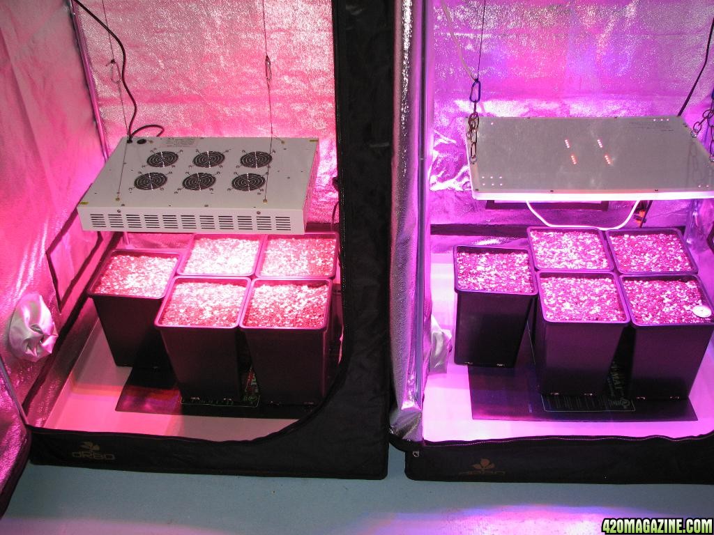 LED comparison germination