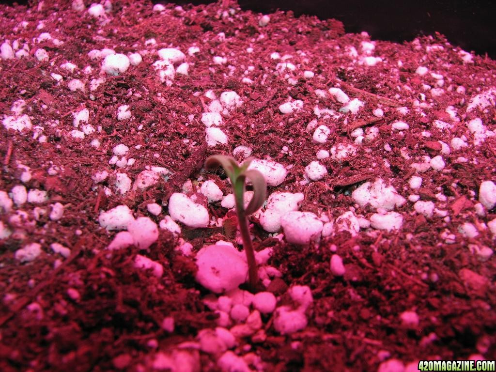 LED comparison germination