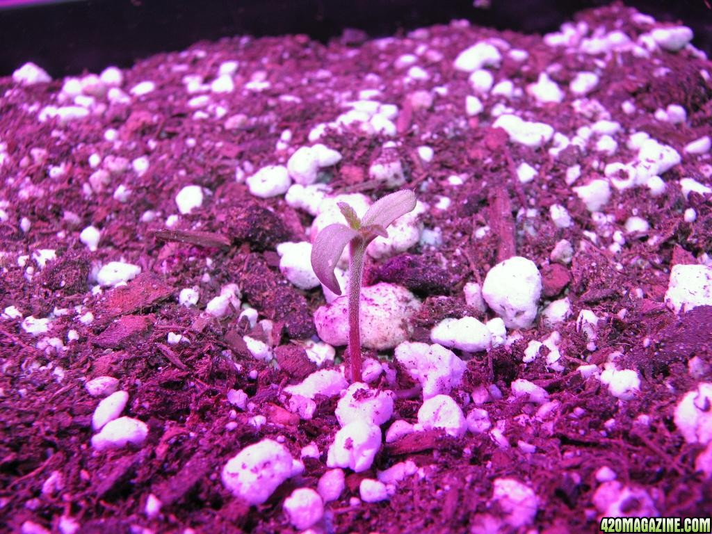 LED comparison germination