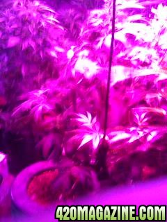 LED Flower room