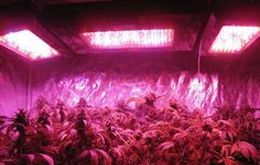 Led Grow 260X165