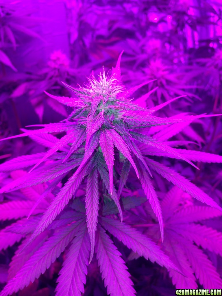 LED Grow Update