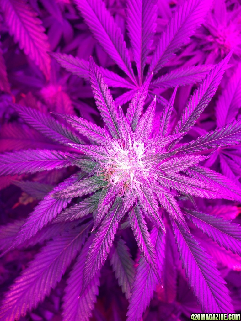 LED Grow Update