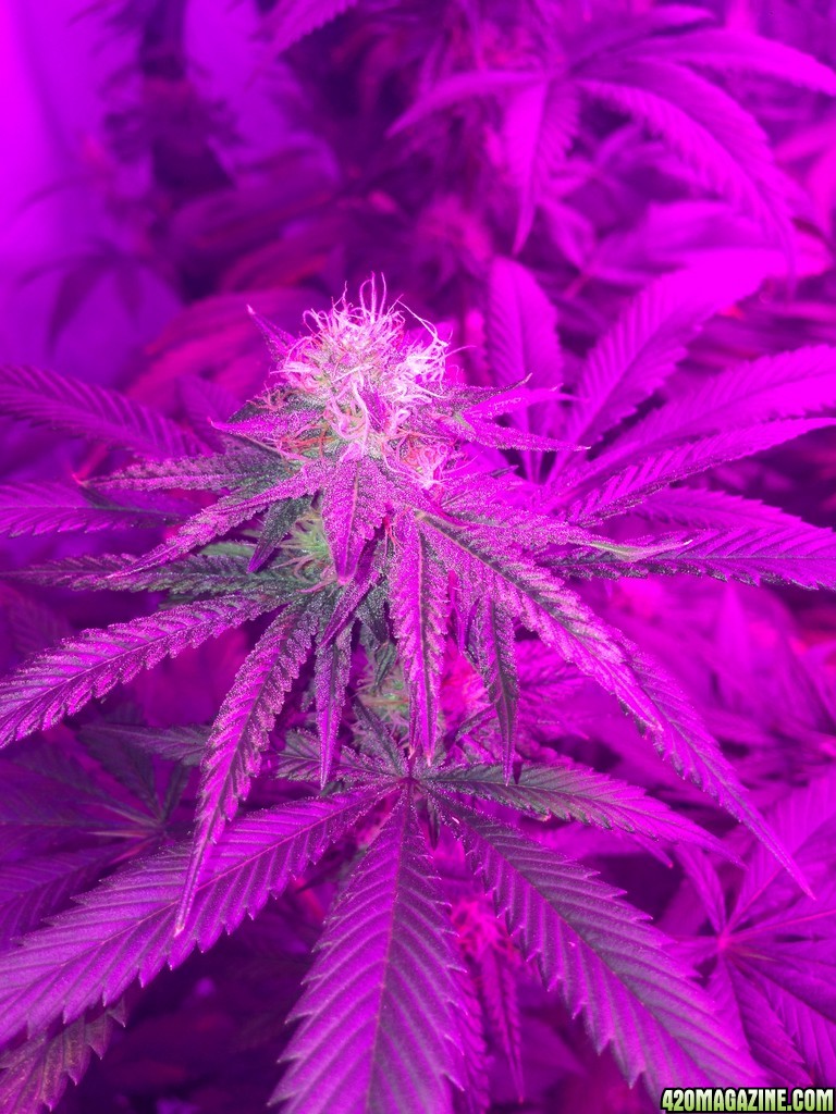 LED Grow Update