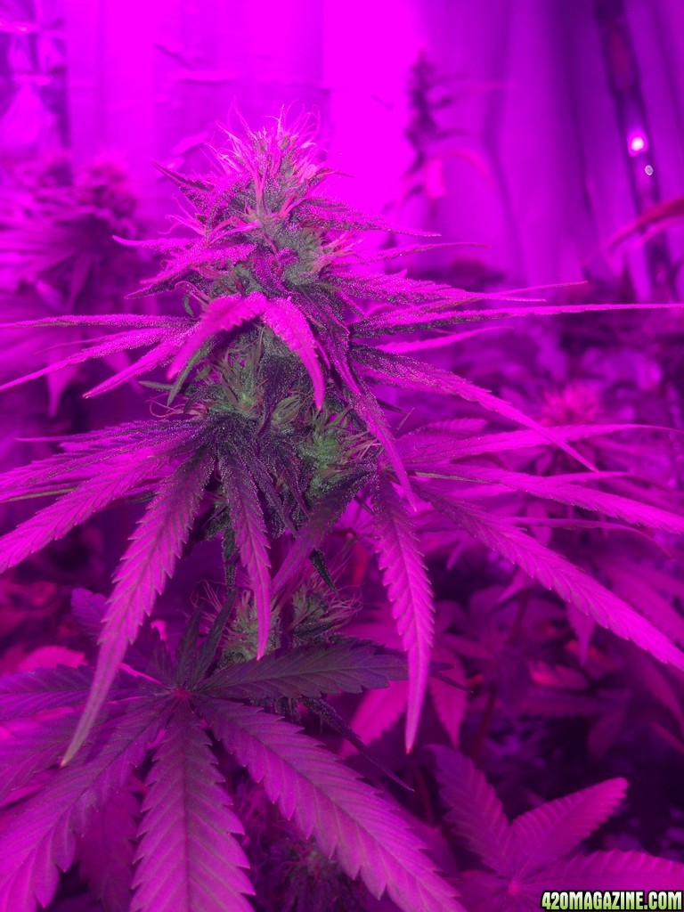 LED Grow Update