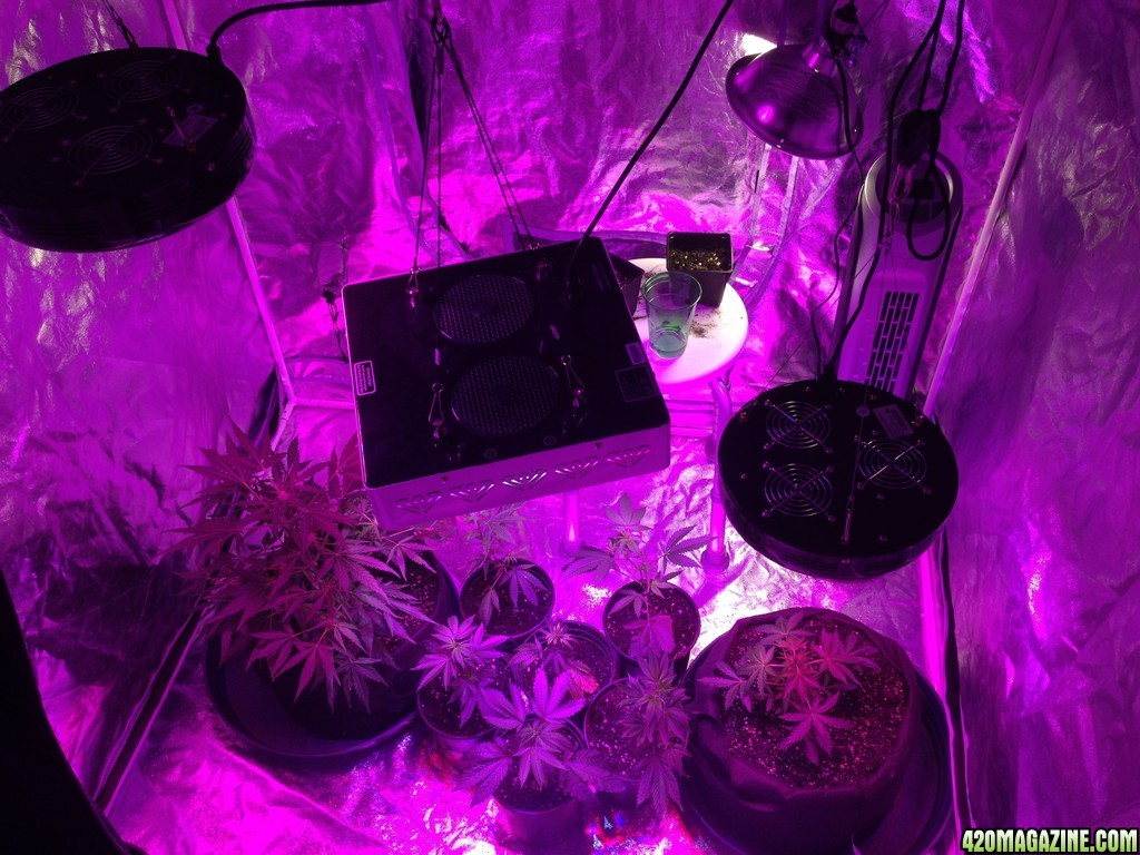 Led grow