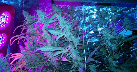 LED grow