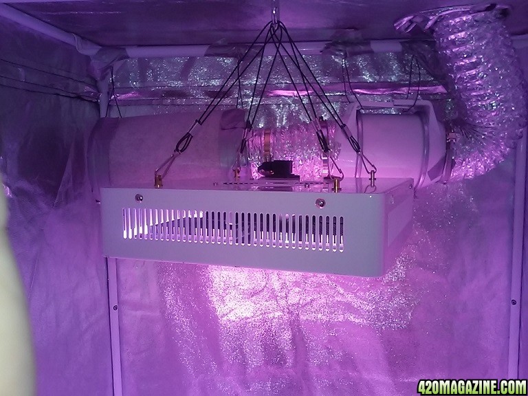 led grow