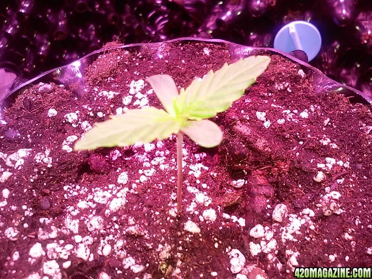 led grow