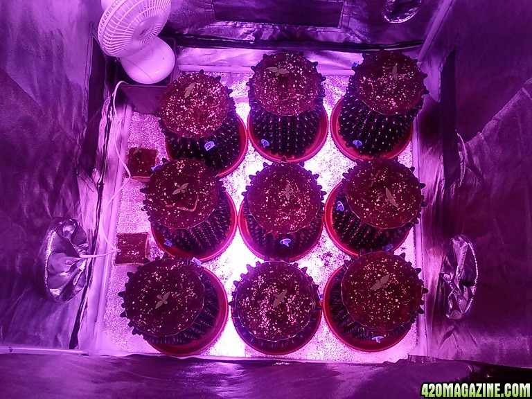 led grow