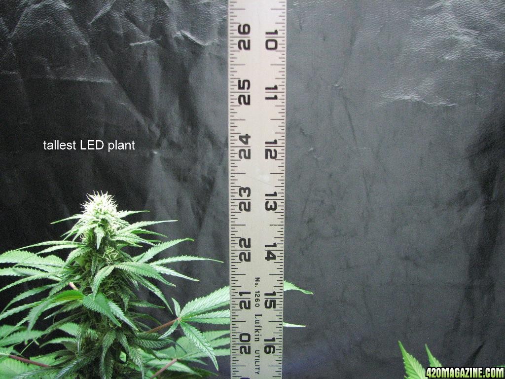 LED/HID 11-09-10