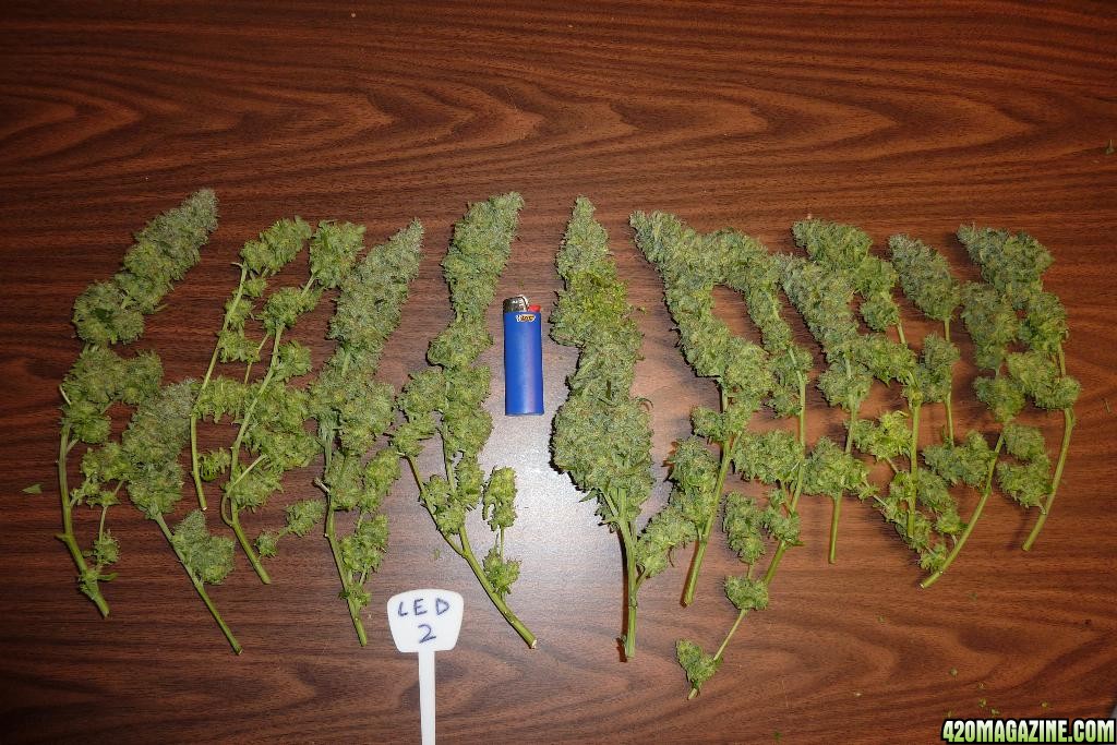 LED/HID harvest