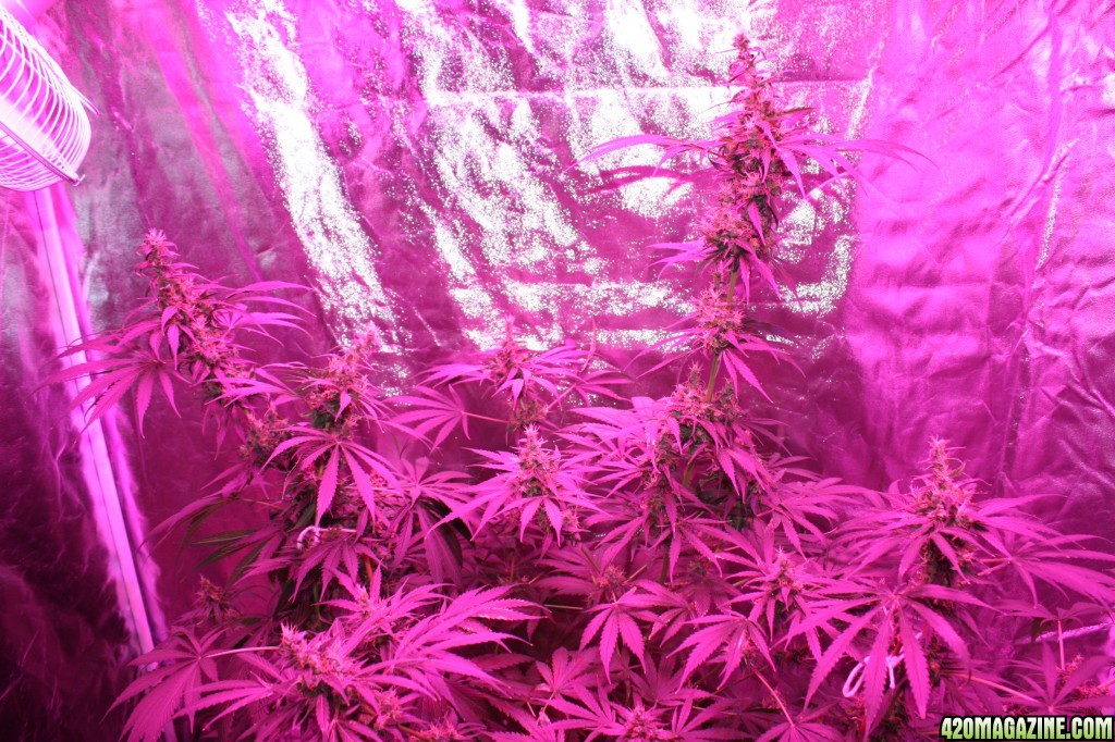 LED light - week 8