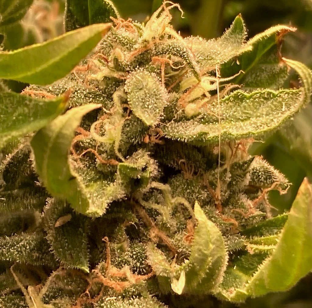 LED lower bud shot.jpg