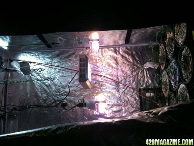 LED PLASMA GROW