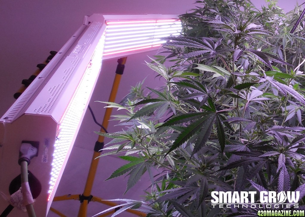 LED Side Lighting (larger indoor plants)