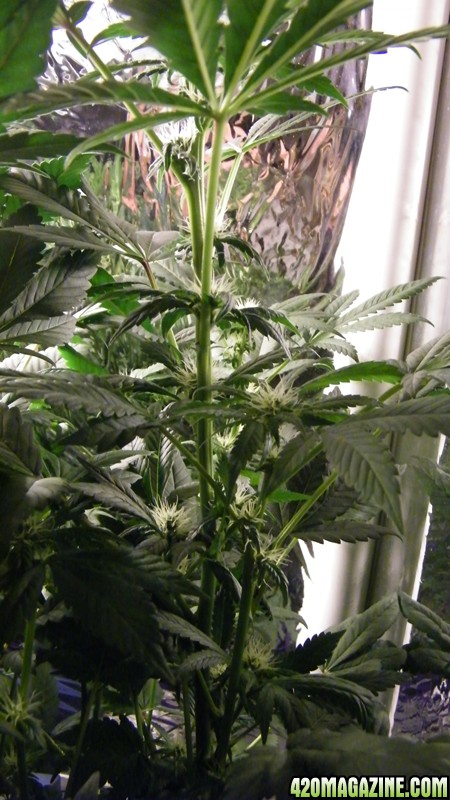 LED_Grow_Light_1