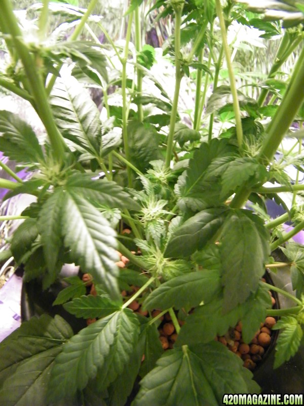 LED_Grow_Light_2