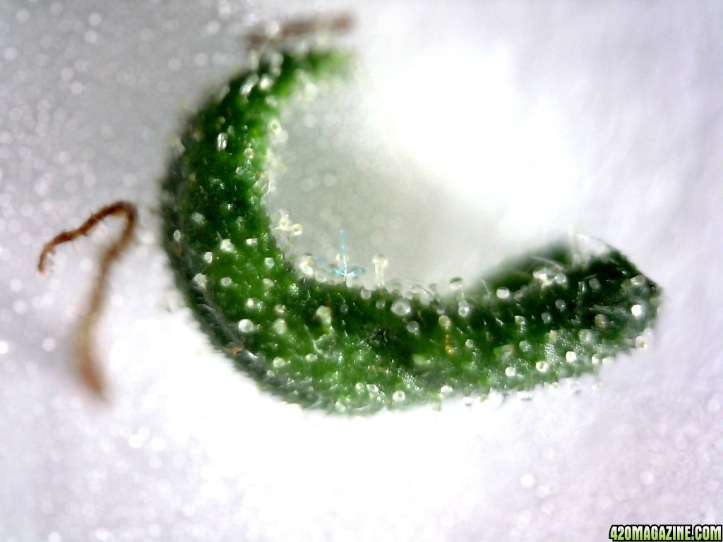 Left lady side shoot bud sugar leaf @ ~100x