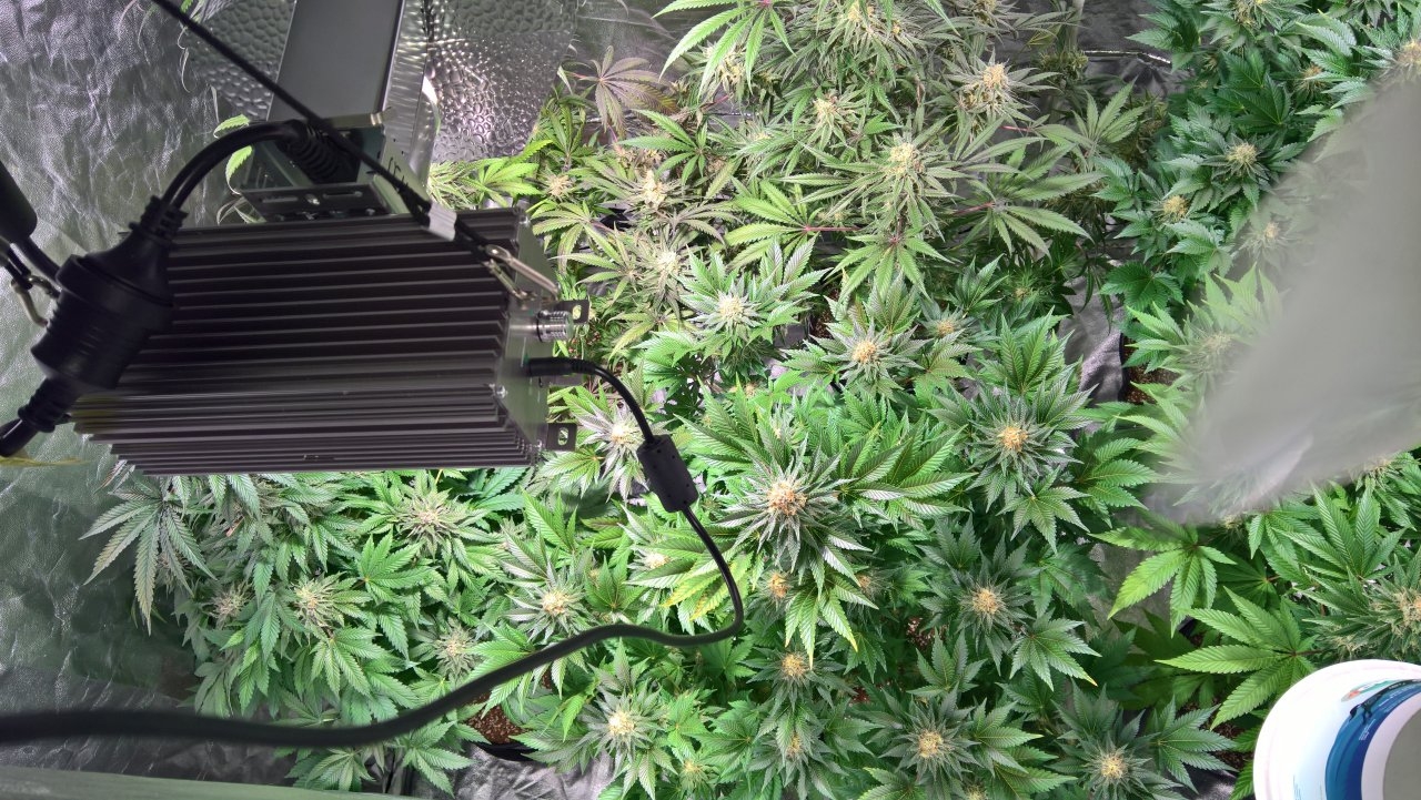 Left of tent lights on, Wk8