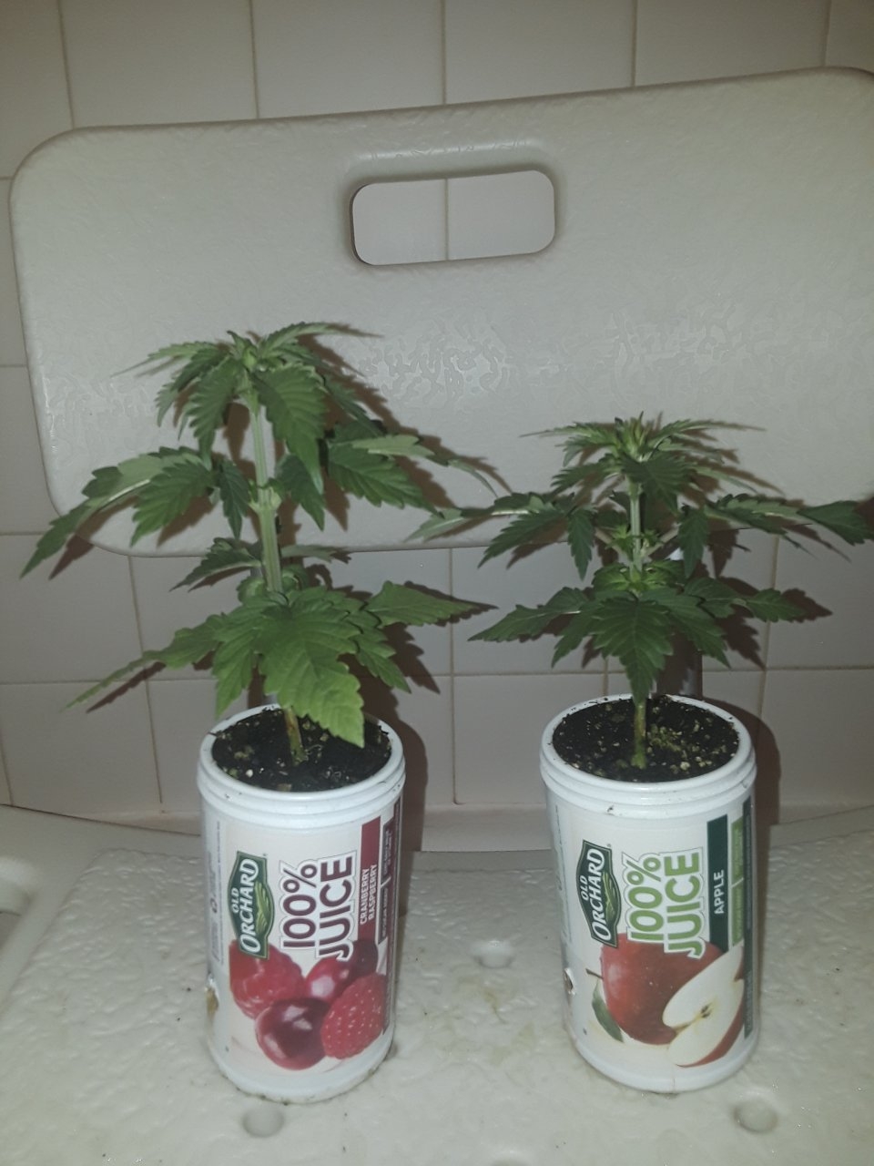 Left Purple Afghani x BCBD Purps  Right White Widow x Wonder Woman