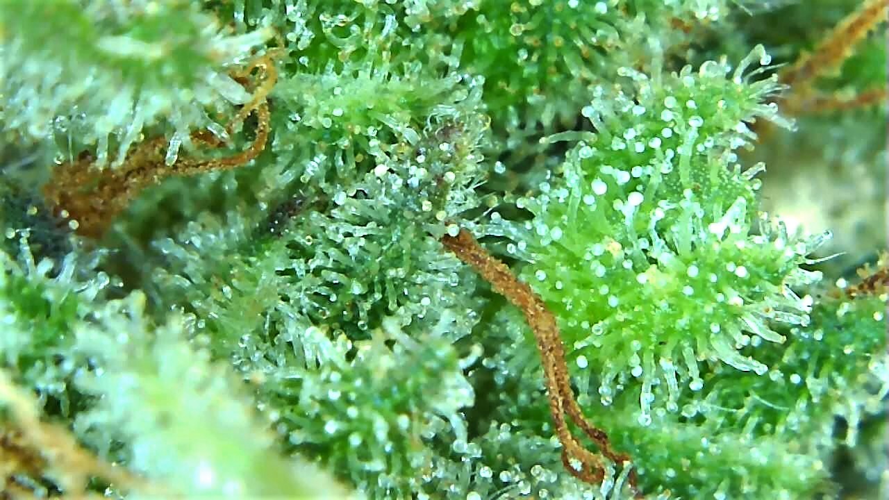 Lemon 1 trichome check 2 May 19.jpg