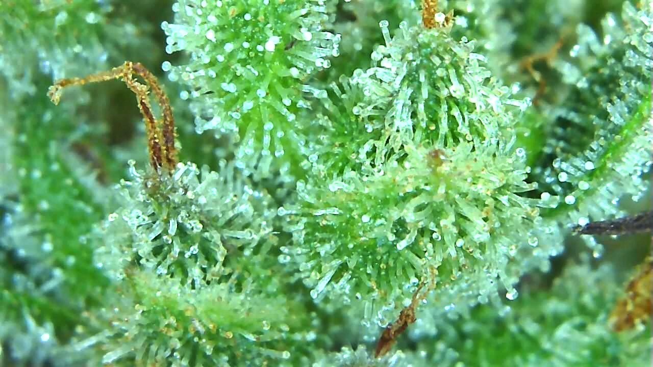 Lemon 1 trichome check May 19.jpg