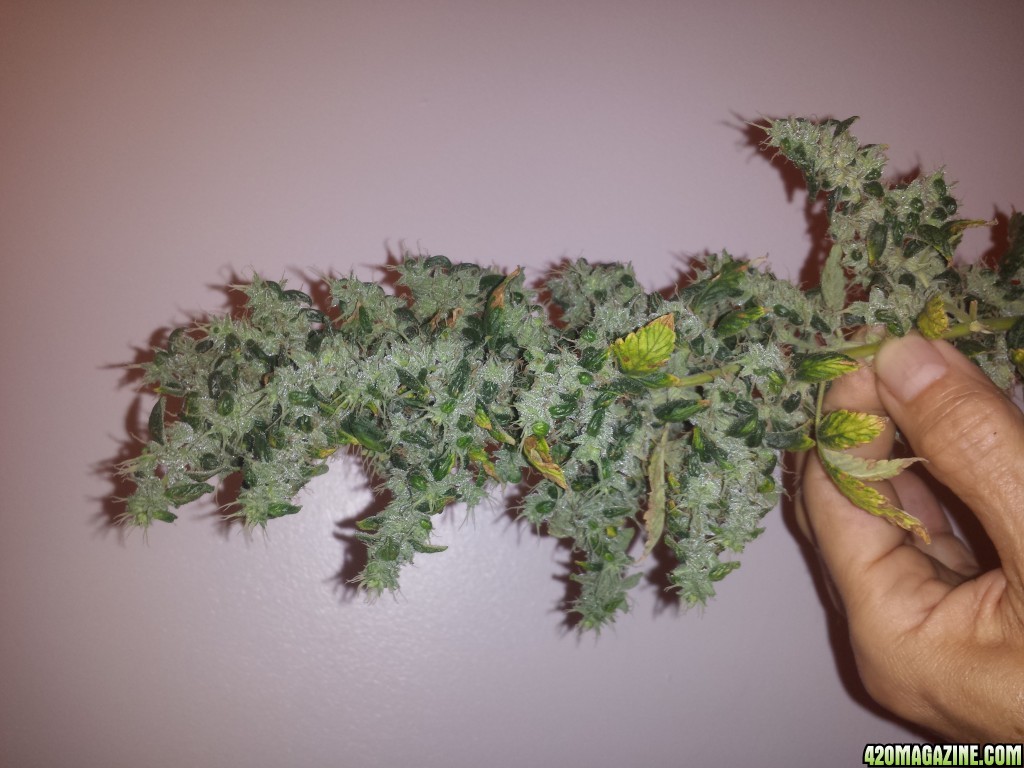 Lemon Amnesia Harvest