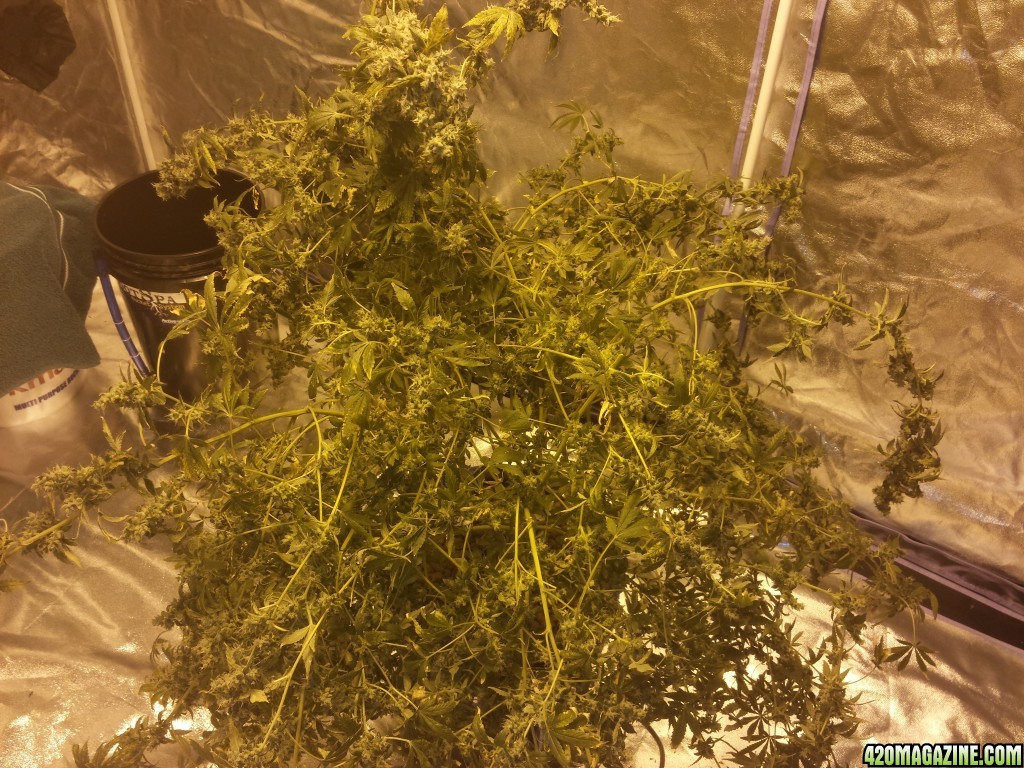 Lemon Amnesia Harvest