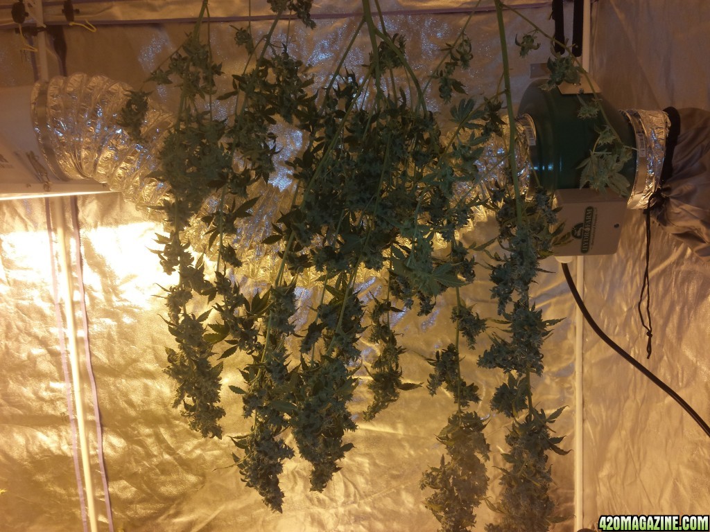 Lemon Amnesia Harvest