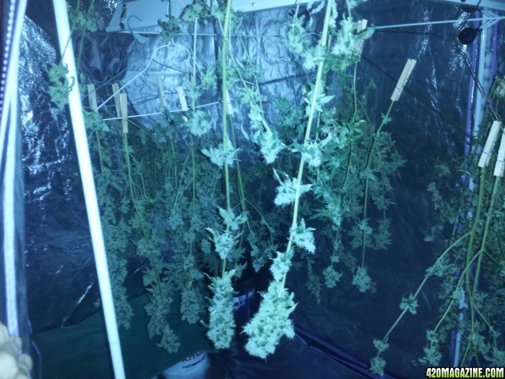 Lemon Amnesia Harvest