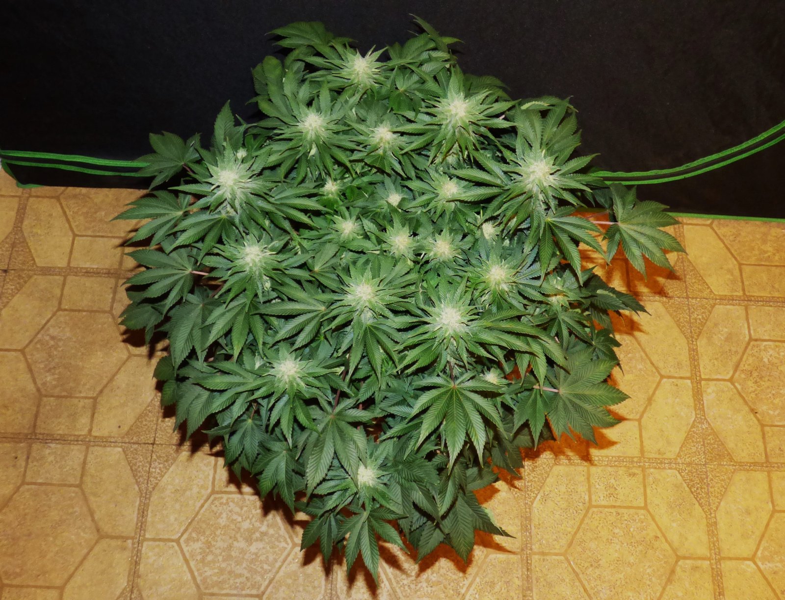 Lemon Bubble 5-1-24 F31 above.JPG