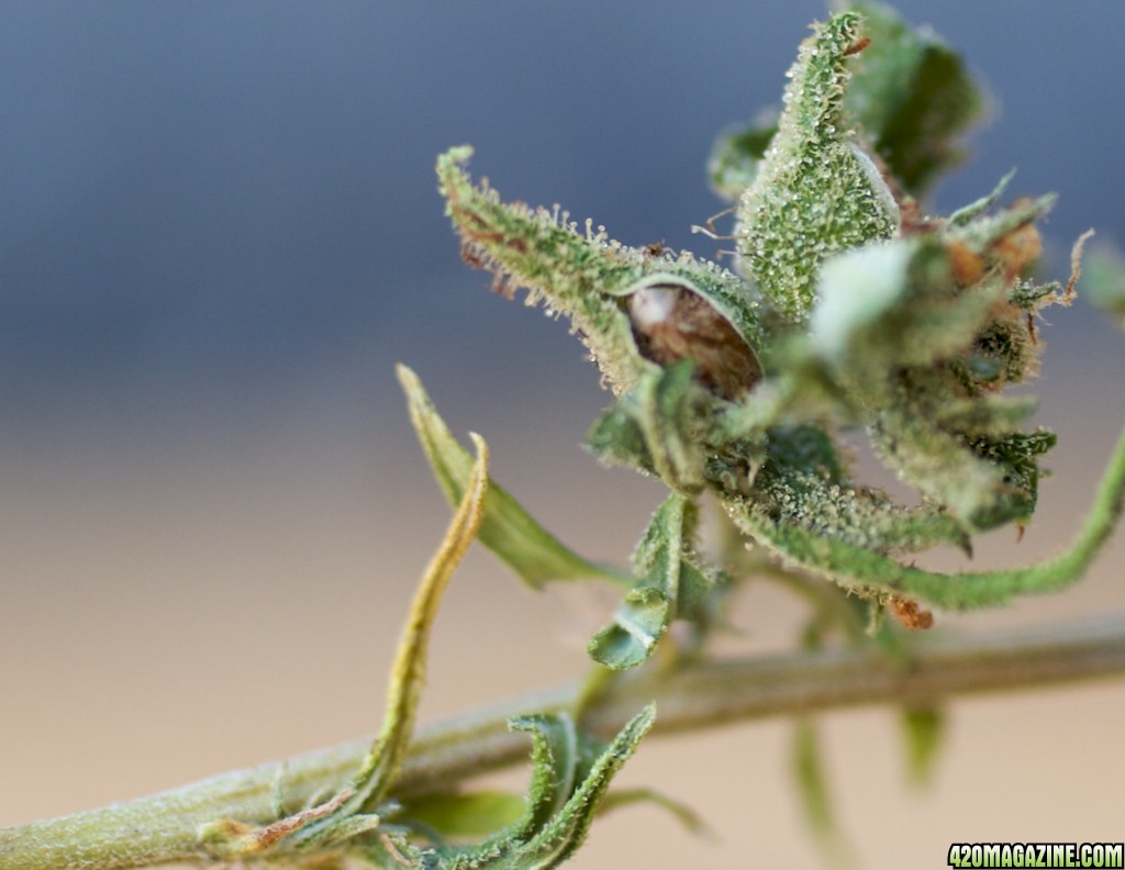 Lemon Bubble Haze Seeds_09