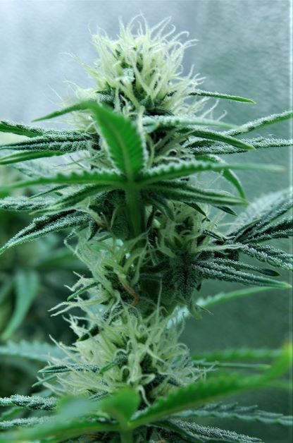 Lemon-Grass-Auto-6weeks-buds.JPG