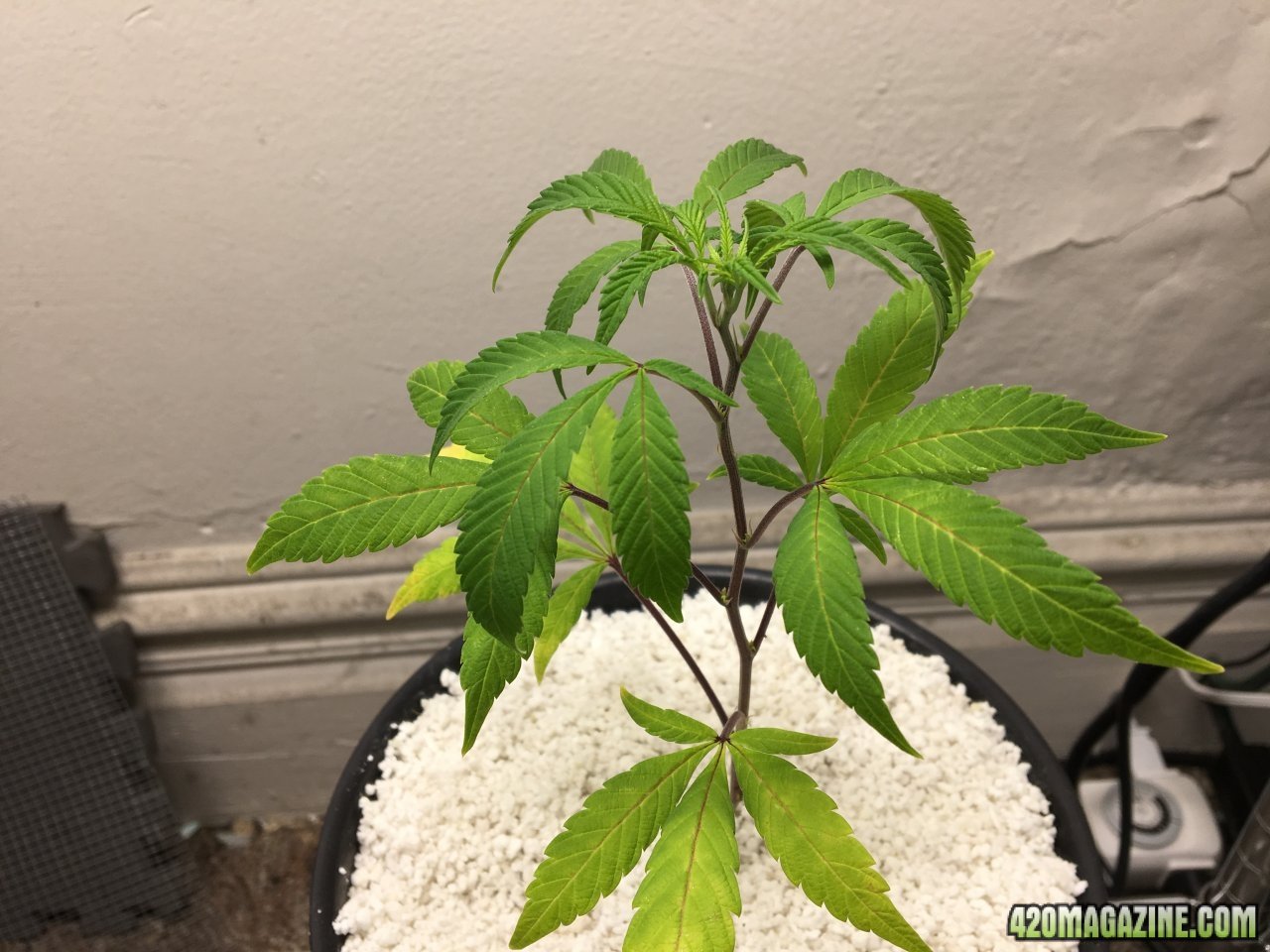 Lemon Haze (Day 2)